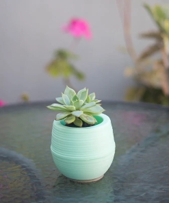 Alternative view of MACETAS DE AUTORRIEGO