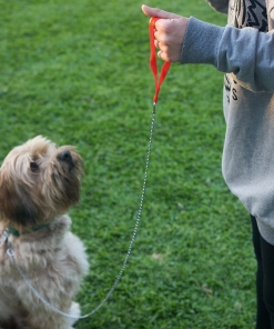 Alternative view of CORREA COLLAR MASCOTA