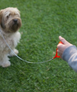 CORREA COLLAR MASCOTA